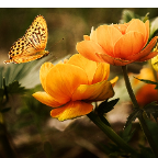 Soni Roni-Freelancer in Dhaka,Bangladesh