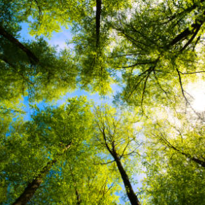 Laiba Riaz-Freelancer in Islamabad,Pakistan