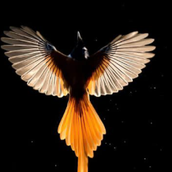 Kiruthika A-Freelancer in Trichy,India