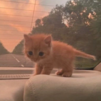 Amna abid-Freelancer in Lahore,Pakistan