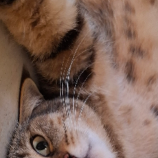 Desya Ayuning Tias-Freelancer in Surabaya,Indonesia