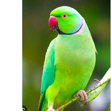 Kishore Hasini-Freelancer in Hyderabad,India