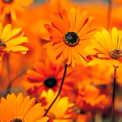 Palmar Moyo-Freelancer in Harare,Zimbabwe