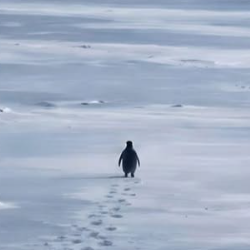 Aashish Jha-Freelancer in Janakpur,Nepal