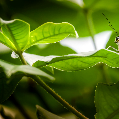 Srimathi V-Freelancer in Chennai,India