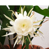 Harisolo Manga-Freelancer in Antananarivo,Madagascar