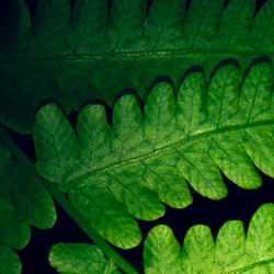 Mizbahul Islam-Freelancer in Gaibandha,Bangladesh