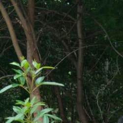 Sai Charitha-Freelancer in Bengaluru,India