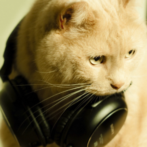 Youre Writer-Freelancer in ,Ukraine