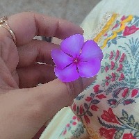 Khan Maleeha-Freelancer in Moradabad Division,India