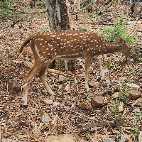 Konduru Ramanamma-Freelancer in Tirupathi,India
