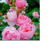 Sabir800-Freelancer in Ghorsala,India