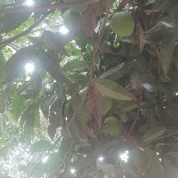 Md Taijul Islam-Freelancer in Bogur,Bangladesh