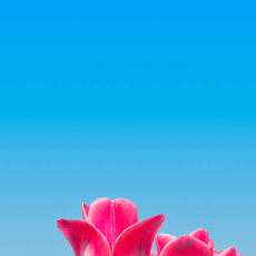 Saba Sitara-Freelancer in Wah,Pakistan