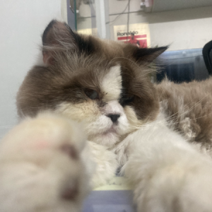 Karnav Ritti-Freelancer in Bengaluru,India