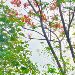 Vidhan Padvi-Freelancer in Nandurbar,India