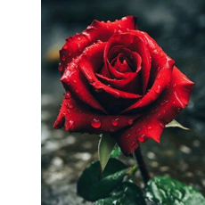 Shanza Bibi-Freelancer in Taxila,Pakistan