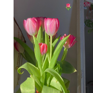 Hopie Kgaugelo-Freelancer in Bronkhorstspruit,South Africa