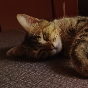 Nazli A Mecca-Freelancer in Pekanbaru,Indonesia