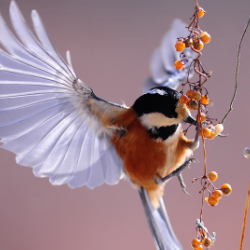 Pavan Sai-Freelancer in delhi,India