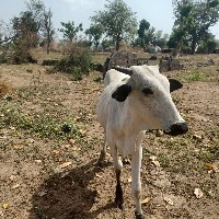 Engineer-Freelancer in USA, Indonesia,Nigeria