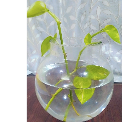 Ramya-Freelancer in Vijayawada,India