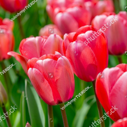 Asma Naveed-Freelancer in Karachi,Pakistan