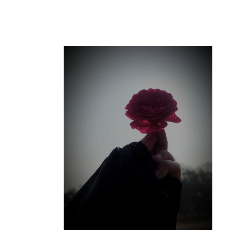 Hareem Fatima-Freelancer in Faisalabad,Pakistan