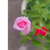 Muskan Chouksey-Freelancer in Bhopal,India