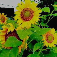 Denise Albo-Freelancer in Negros Occidental,Philippines