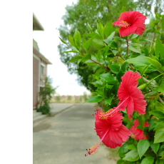 Zahida Perveen-Freelancer in Rahim Yar Khan,Pakistan