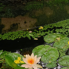 Gayathri Manoj-Freelancer in Faridabad,India