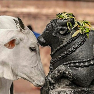 Aajad Kumhar-Freelancer in niwai,India