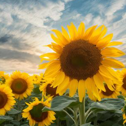 amna-Freelancer in Rawalpindi,Pakistan