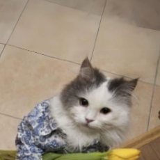 Sarika-Freelancer in Dehradun,India