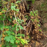 Md Ashadur Jaman-Freelancer in Rangpur District,Bangladesh