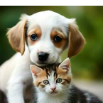 Ali Khan-Freelancer in Bannu,Pakistan