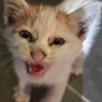 Independent contractor-Freelancer in Kuala Lumpur,Malaysia