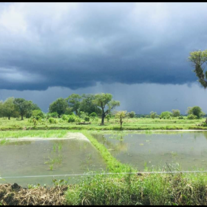 JAVIOUR-Freelancer in Colombo,Sri Lanka