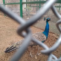 Prince-Freelancer in Darbhanga Division,India