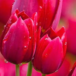 Md Asik-Freelancer in Khulna,Bangladesh