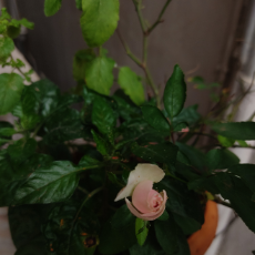 Hamjhe Bhagya Shree-Freelancer in Hyderabad,India