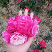 Tasmim Tamima-Freelancer in Jessore District,Bangladesh