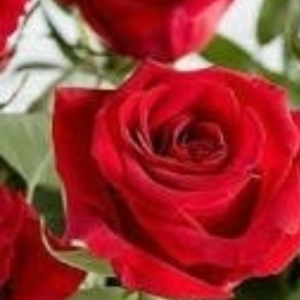 Sonia Rajput-Freelancer in New Delhi,India