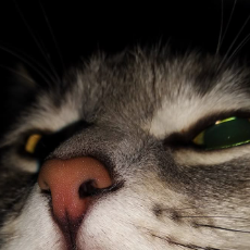 Sayan Halder-Freelancer in Rajpur Sonarpur,India