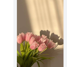 Halima Sadiya-Freelancer in Mumbai,India