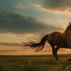 Harshit Patel-Freelancer in Ghaziabad,India