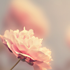 Ayaan Kapoor-Freelancer in Gujrat,Pakistan