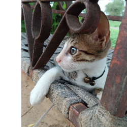 Pooja Prajapat-Freelancer in Shri Ganganagar,India