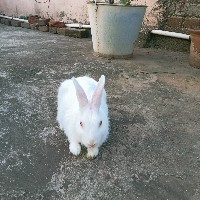 Bhumika-Freelancer in Kolkata,India